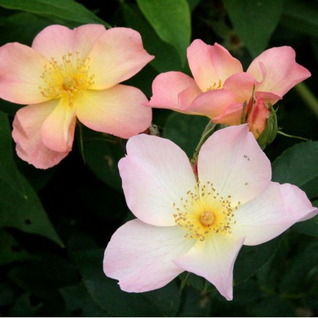 strauchrose rose alexandra rose von david austin in Berlin günstig kaufen
