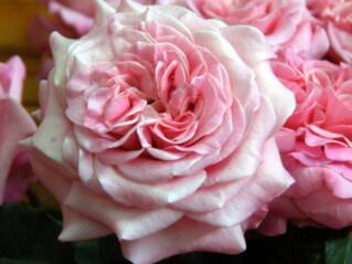 strauchrose rose ashley von david austin in Berlin günstig kaufen