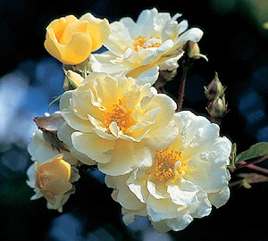 kletterrose rose golden finch von david austin in Berlin günstig kaufen