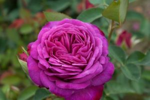 beetrose rose heidi klum in Berlin günstig kaufen