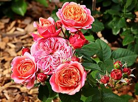 edelrose rose mary ann von tantau in Berlin günstig kaufen
