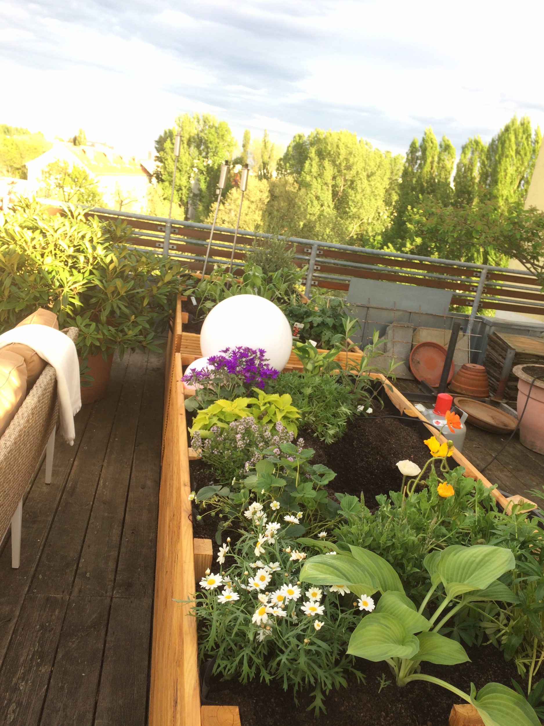Rooftop Terrasse Bepflanzung in Berlin: Winterharte Kübelpflanzen für Terrasse und Balkon