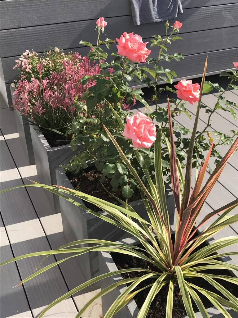 Referenz-Dachterrasse