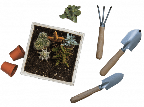 professionelle Gartenpflege in Berlin und Brandenburg: Bewässerung, Pflanzen- & Bodenpflege